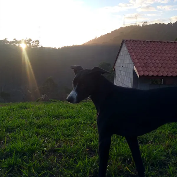 Cachorro no camping