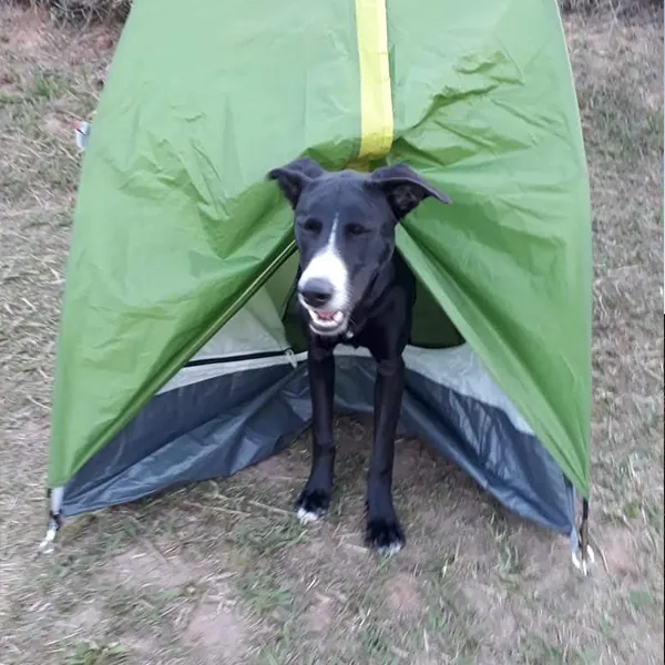 Cachorro no camping